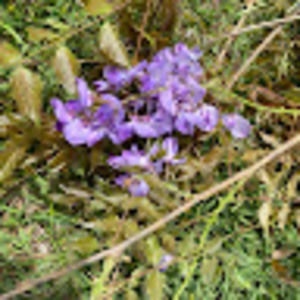 Meet your Posher, Jean